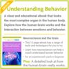 MyCoachingToolkit - Neuroscience and the human brain - Square
