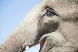 Coachen op emotie: Blog Toolsvandecoach